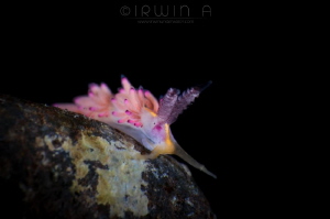 E L E M E N T S
Nudibranch (Favorinus mirabilis)
Tulamb... by Irwin Ang 